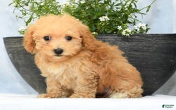 Havapoo dogs for sale: Mocha - Image 8