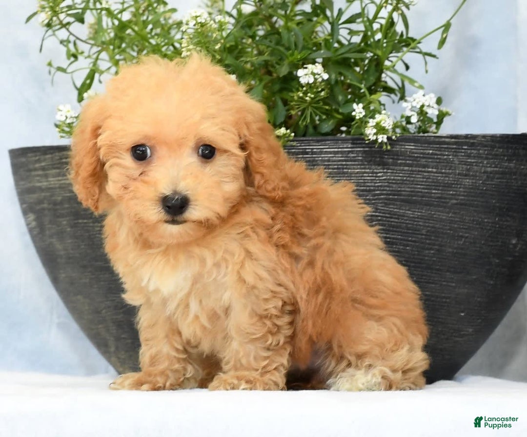 Havapoo dogs for sale: Mocha - Image 8