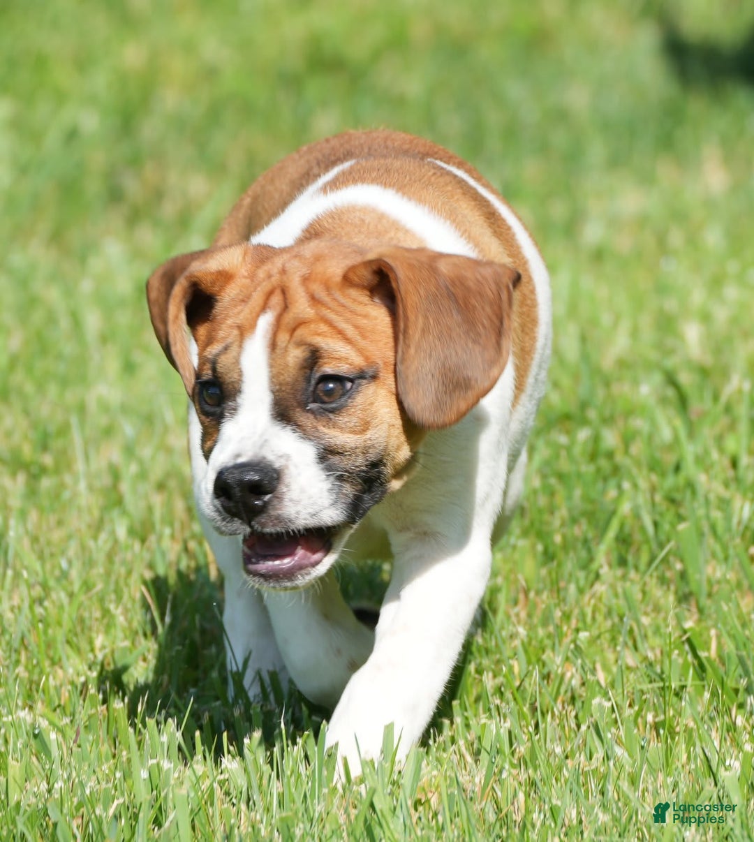 Beabull dogs for sale: Angie - Image 13
