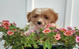 Cavachon dogs for sale: Sammy - Image 1
