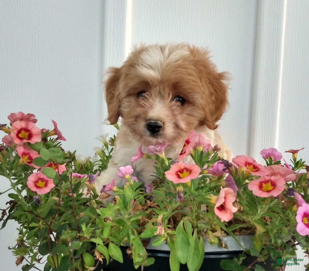 Cavachon dogs for sale: Sammy - Image 1