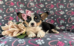 Welsh Corgi Pembroke dogs for sale: Kahlia - Image 3