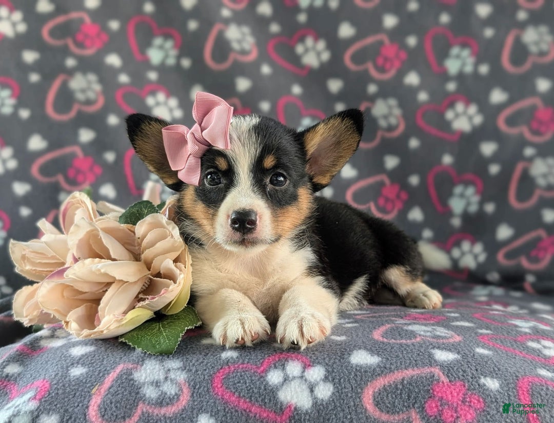 Welsh Corgi Pembroke dogs for sale: Kahlia - Image 3