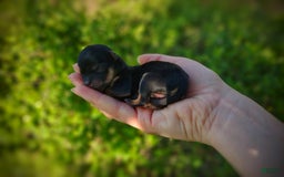 Morkie dogs for sale: "teacup" Cricket - Image 1
