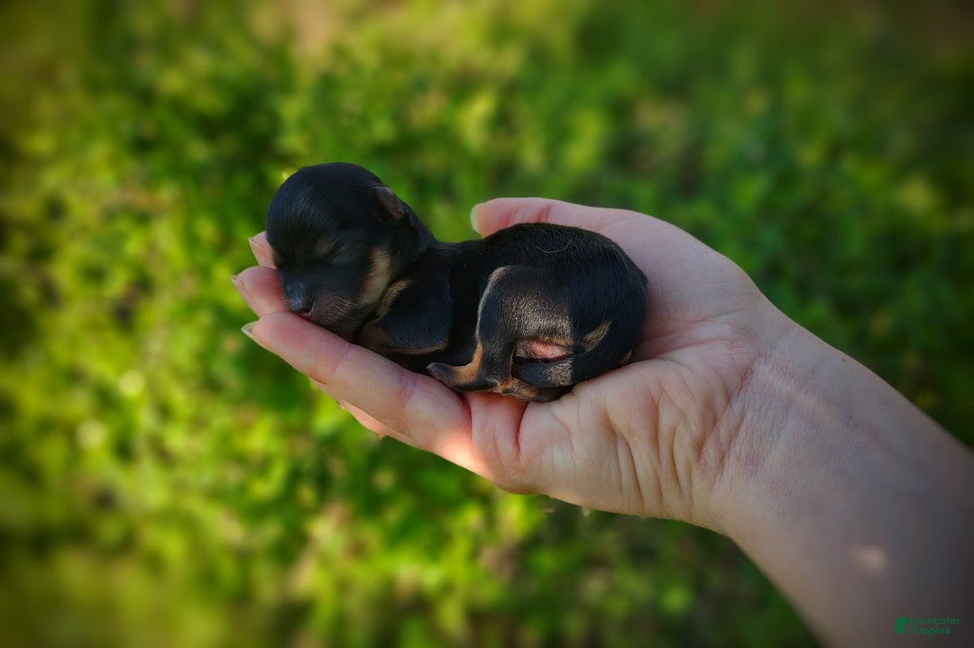 Morkie dogs for sale: "teacup" Cricket - Image 1