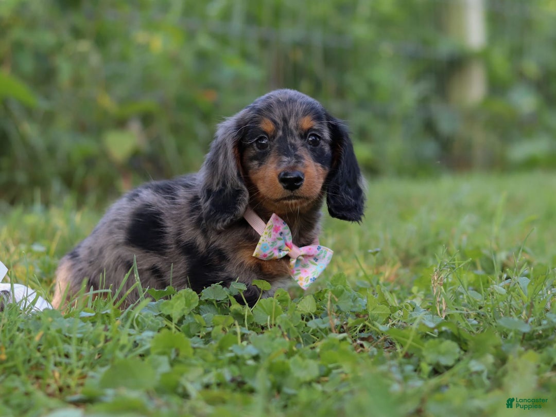 Miniature Dachshund dogs for sale: Sophie - Image 7
