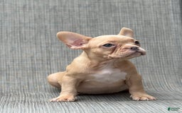 French Bulldog dogs for sale: Karen - Image 1