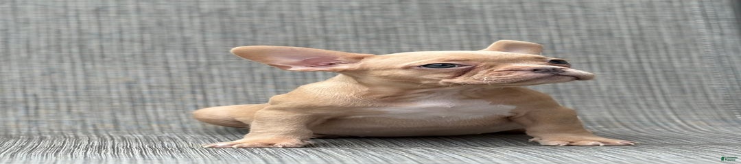 Karen