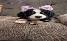 Bernese Mountain Dog dogs for sale: Violet - Image 4