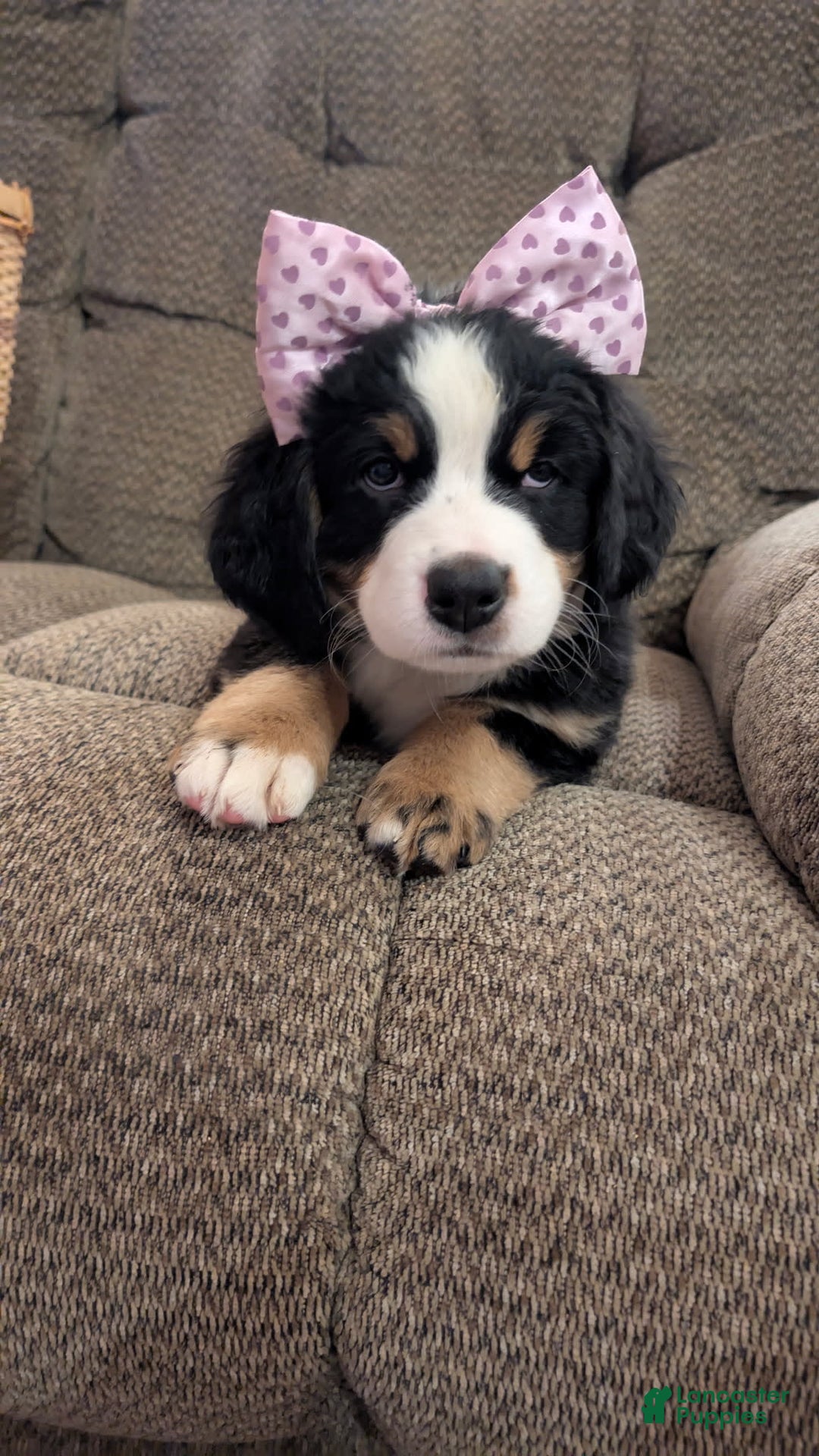 Bernese Mountain Dog dogs for sale: Violet - Image 4
