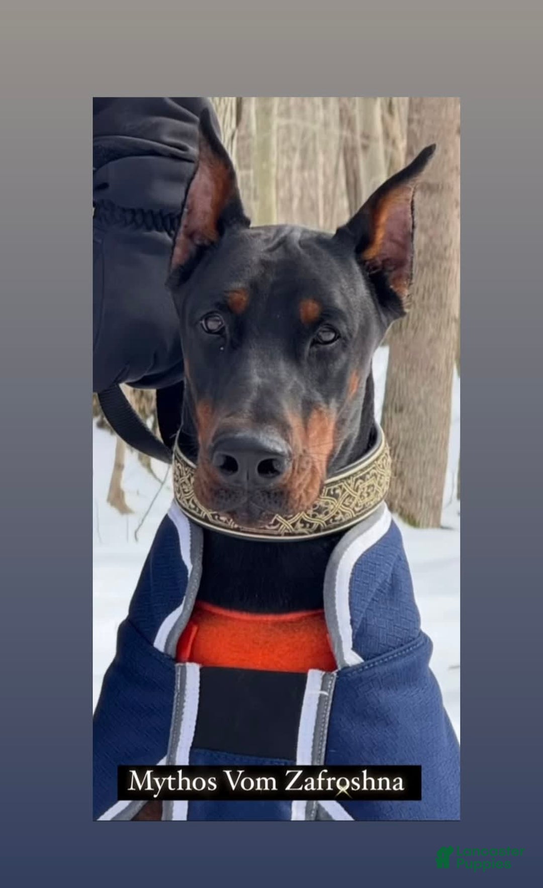 Doberman Pinscher dogs for sale: Banana - Image 18