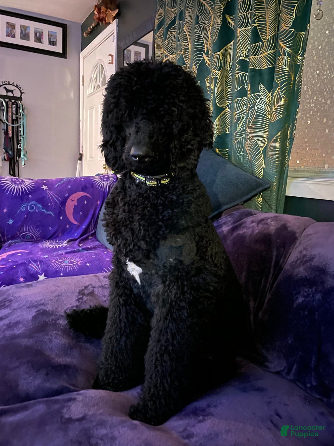 Great Dane dogs for sale: Pirate - Image 8