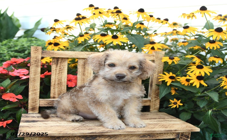 Rat Terrier dogs for sale - Ad 1