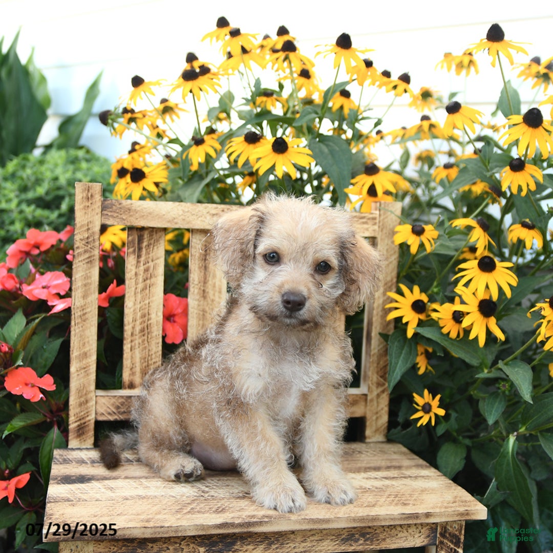 Rat Terrier dogs for sale: Teddy - Image 1