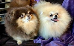 Pomeranian dogs for sale: Twins - Image 3