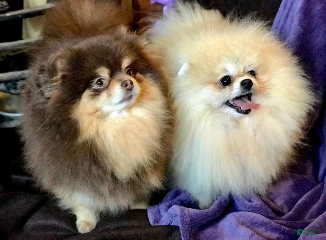 Pomeranian dogs for sale: Twins - Image 3