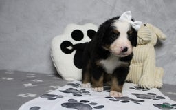 Bernese Mountain Dog dogs for sale: Pebbles - Image 13