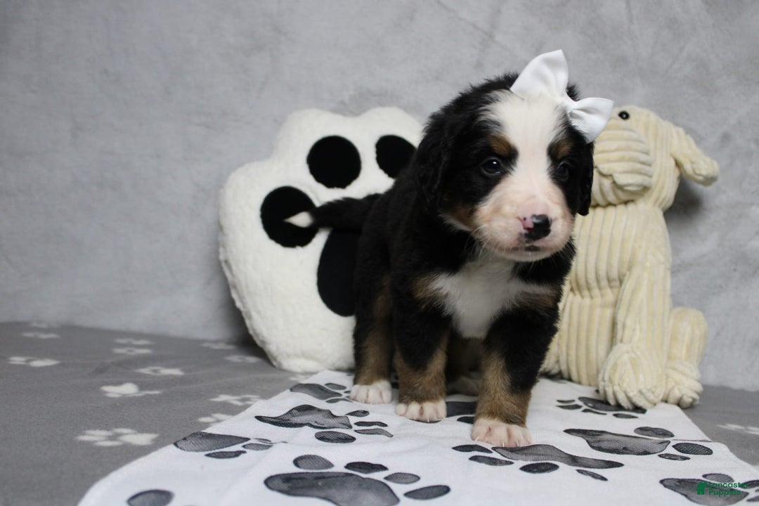 Bernese Mountain Dog dogs for sale: Pebbles - Image 13