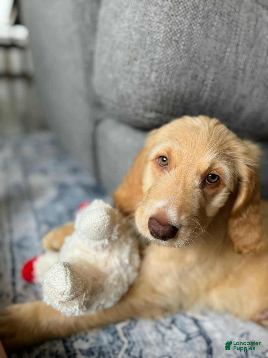 Goldendoodle dogs for sale: Winston - Image 4