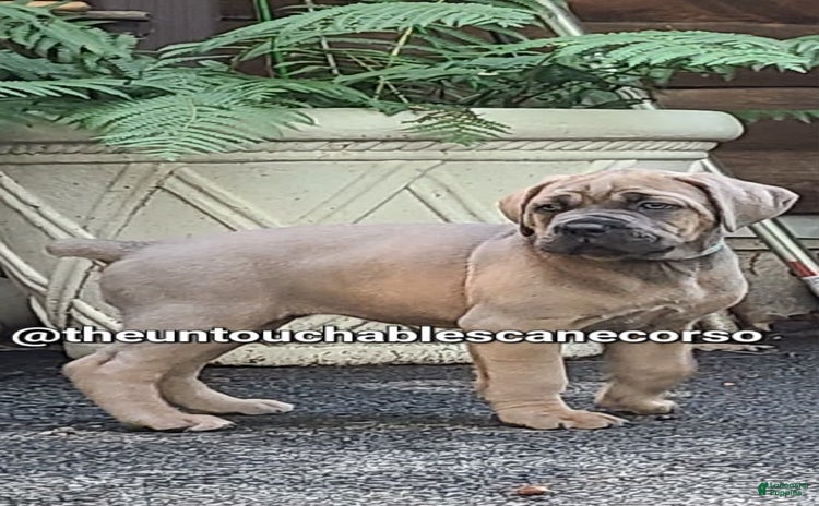 Cane Corso dogs for sale - Ad 4