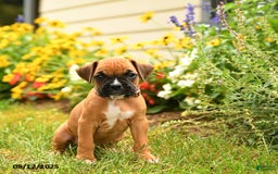 Boxer dogs for sale: Danali - Image 1