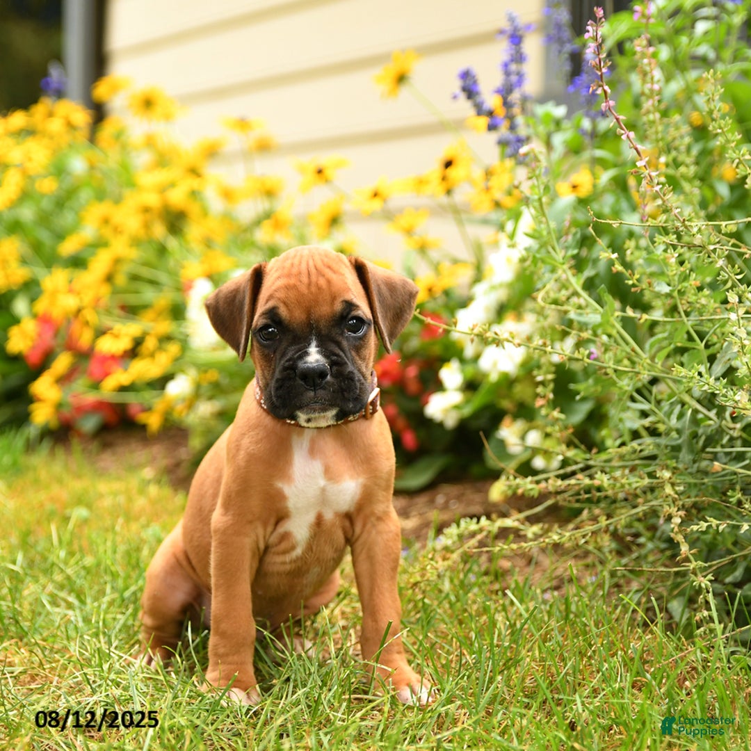 Boxer dogs for sale: Danali - Image 1