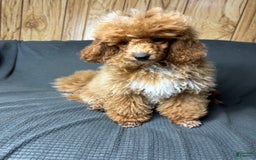 Toy Poodle dogs for sale: Lada - Image 5
