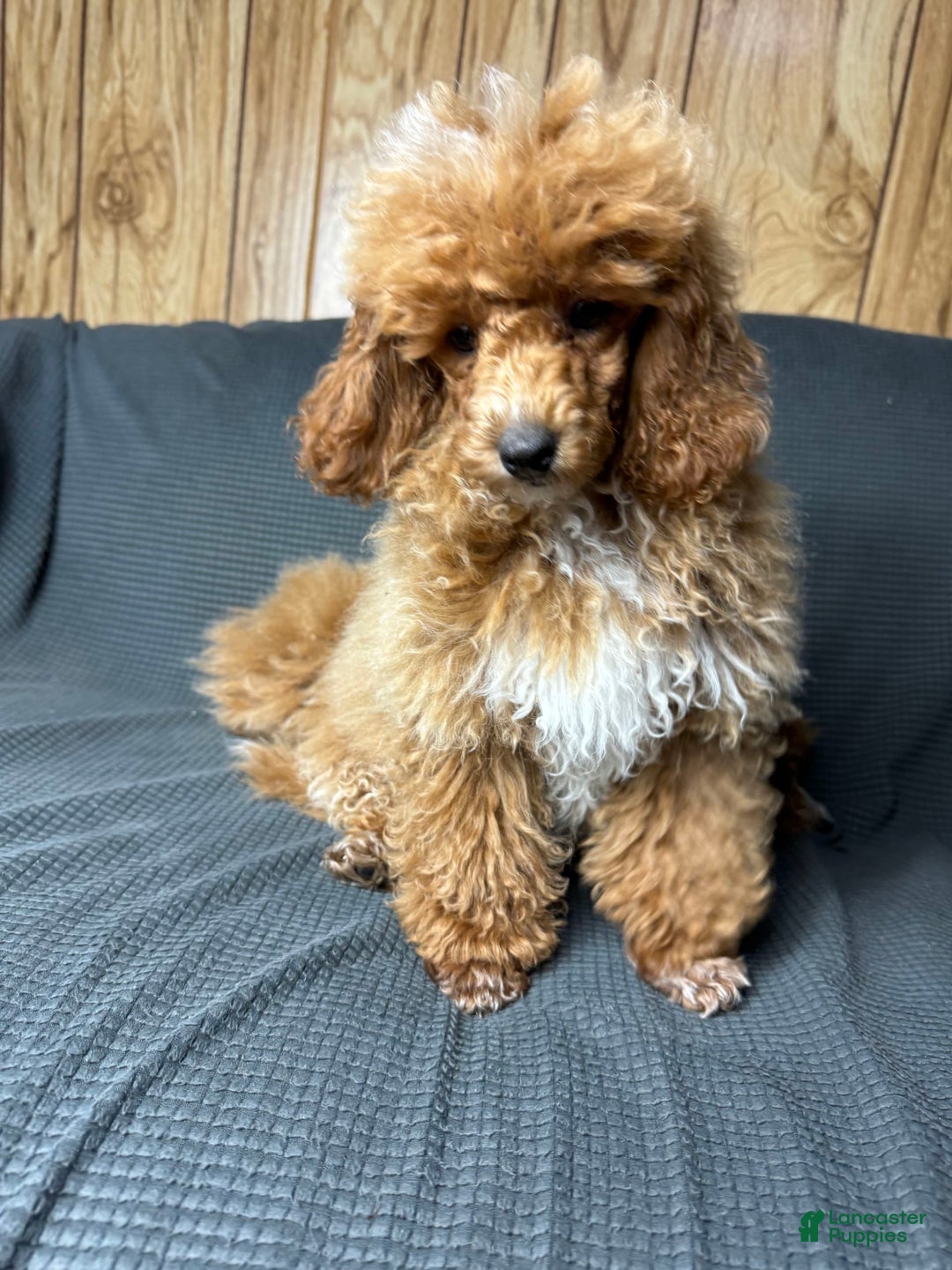 Toy Poodle dogs for sale: Lada - Image 5
