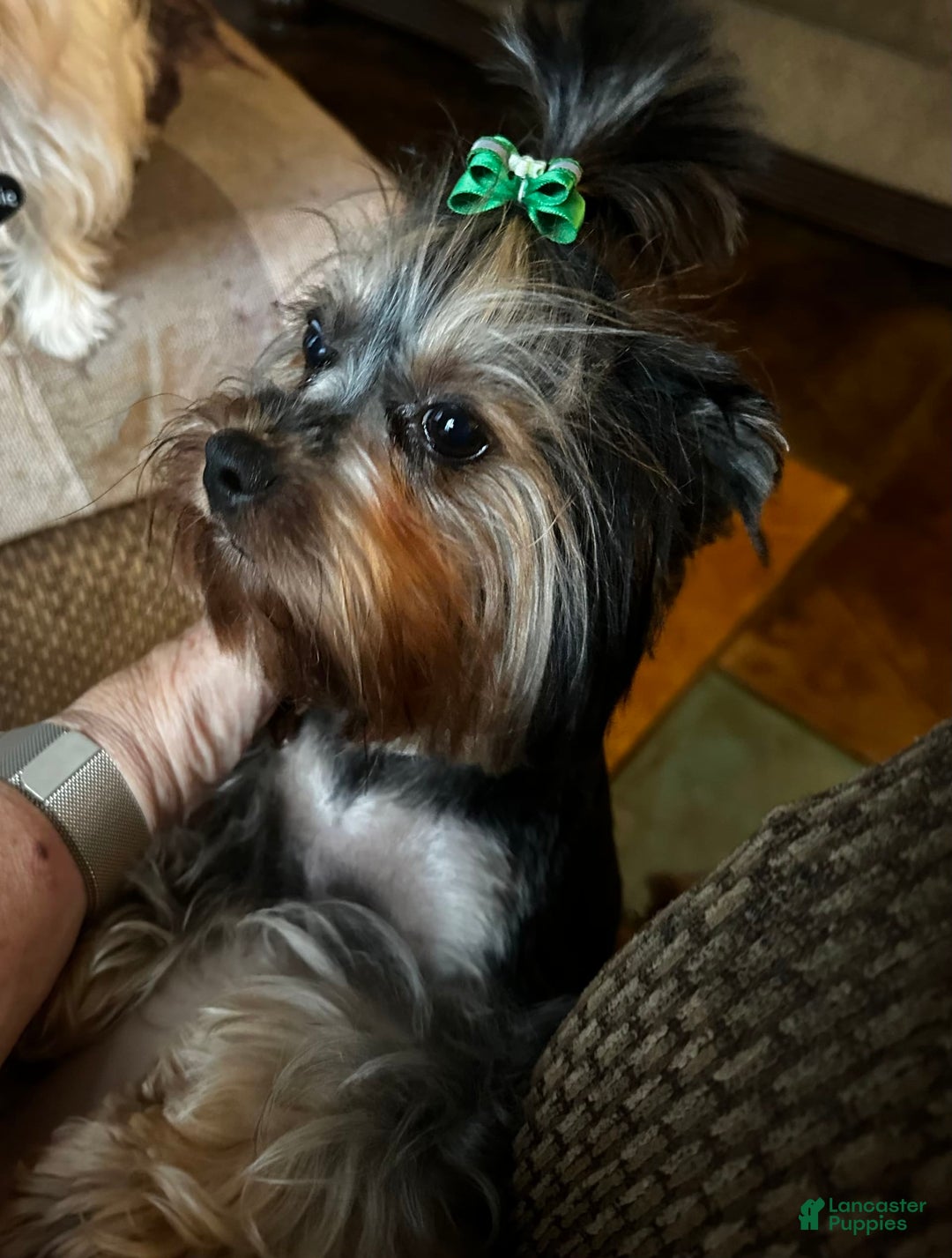 Yorkshire Terrier dogs for sale: Akc Kasha - Image 3