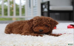 Toy Poodle dogs for sale: Elri - Image 7