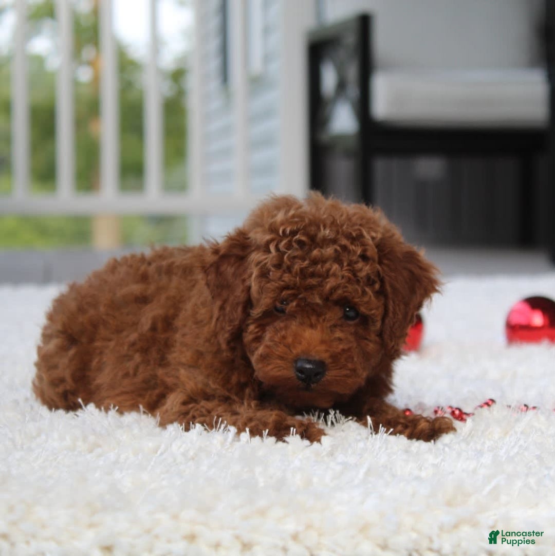 Toy Poodle dogs for sale: Elri - Image 7