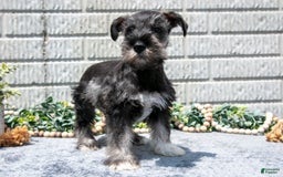 Miniature Schnauzer dogs for sale: Ruby - Image 2