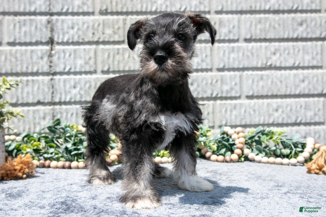 Miniature Schnauzer dogs for sale: Ruby - Image 2