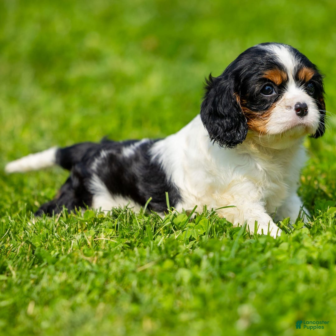 Cavalier King Charles Spaniel dogs for sale: Niki - Image 1