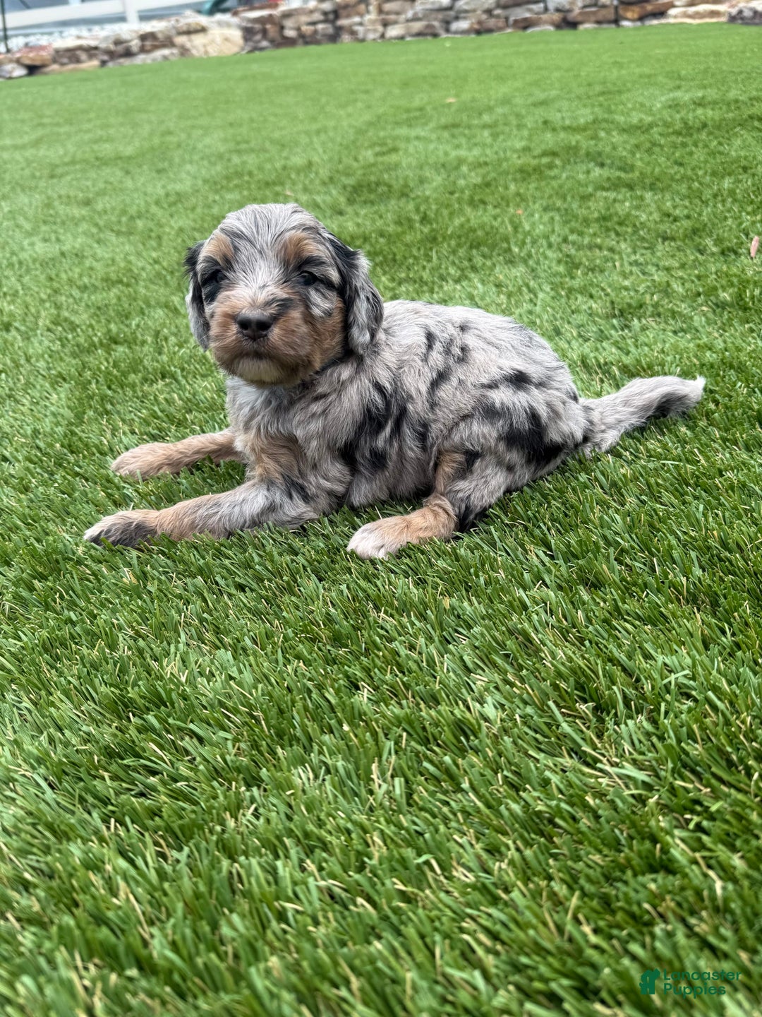 Bernedoodle dogs for sale: 12 - Image 2