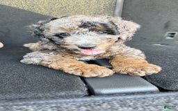 Miniature Poodle dogs for sale: Shaggy - Image 4