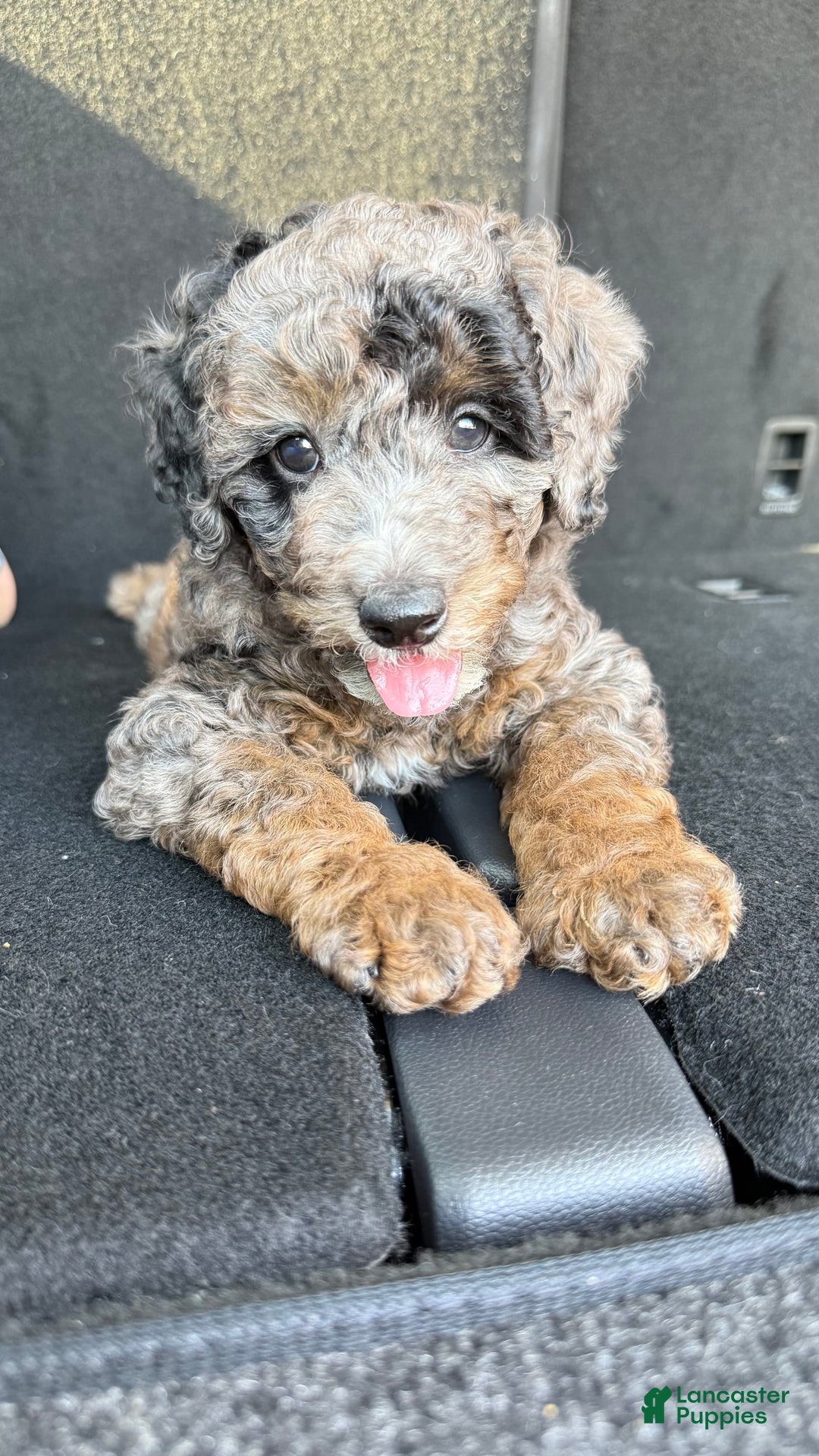 Miniature Poodle dogs for sale: Shaggy - Image 4