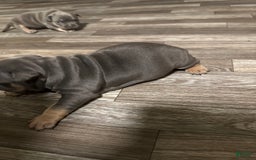 American Bully dogs for sale: Zoe - Image 1