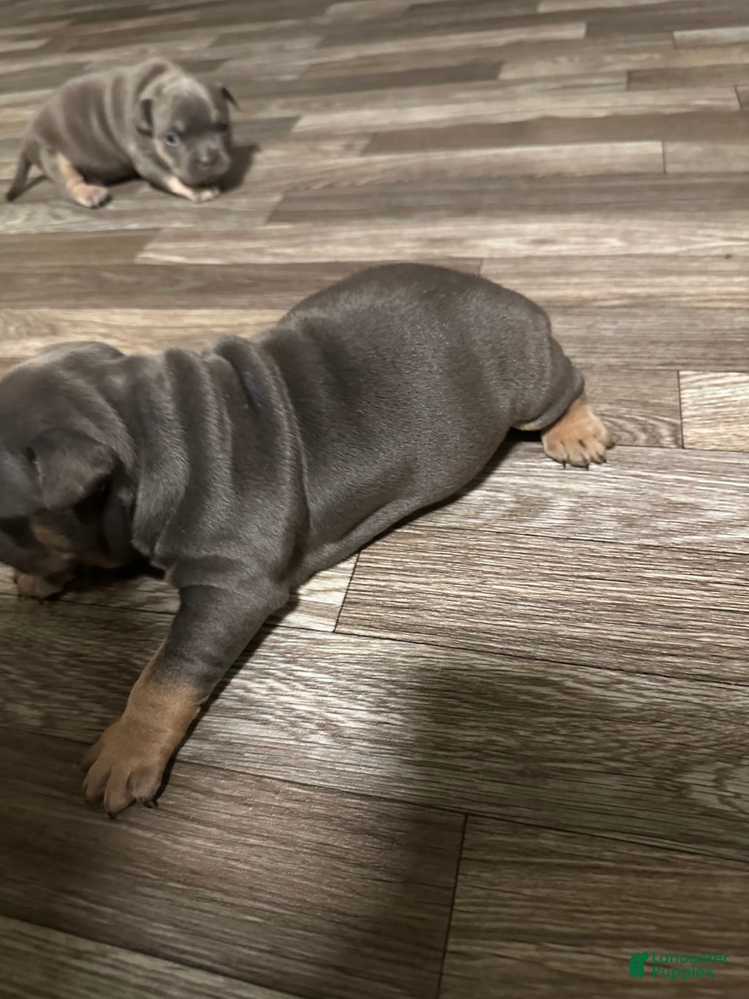 American Bully dogs for sale: Zoe - Image 1