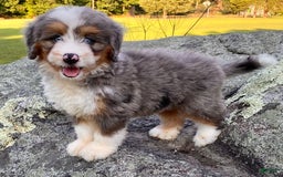 Mini Bernedoodle dogs for sale: 💗 In Boston Massachusetts 💗 Two Blue Eyes 💗 Mini Bernedoodle 💗 - Image 11