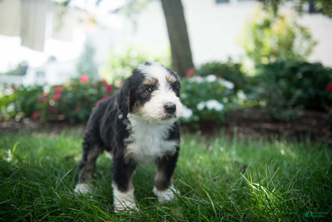 Bernedoodle dogs for sale: Shooter - Image 18