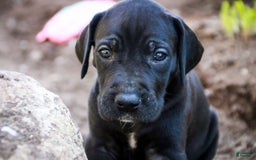 Great Dane dogs for sale: Selene - Image 23