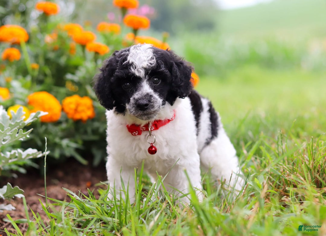 Miniature Poodle dogs for sale: Pepper - Image 9