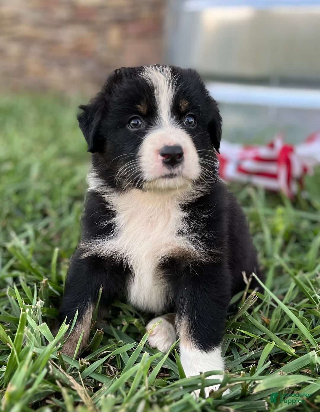 Australian Shepherd dogs for sale: Colby - Image 2
