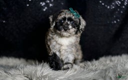 Maltipoo dogs for sale: Howlite - Image 4