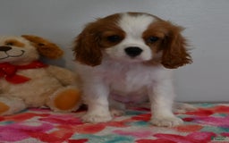 Cavalier King Charles Spaniel dogs for sale: Pearl - Image 2