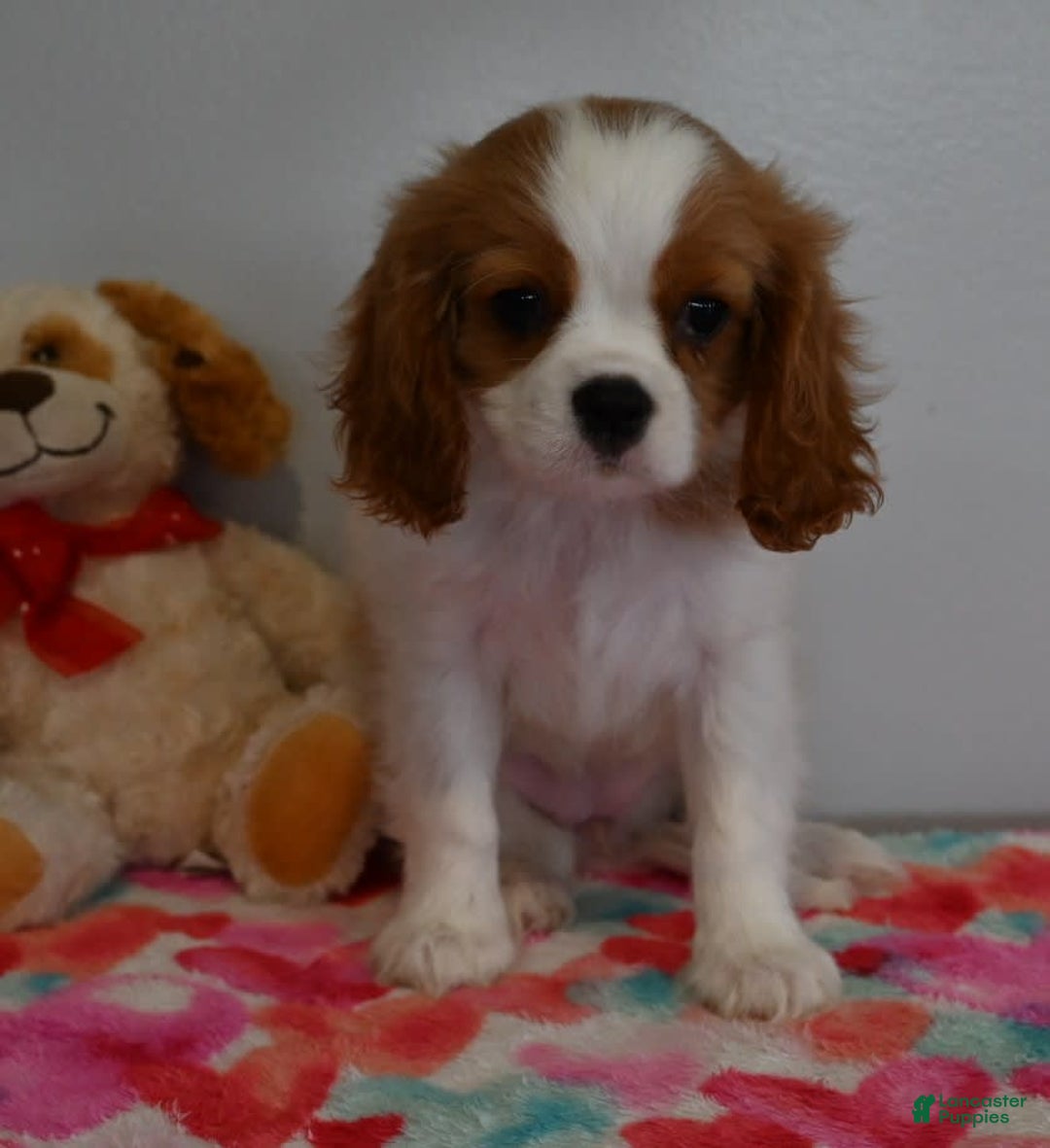 Cavalier King Charles Spaniel dogs for sale: Pearl - Image 2
