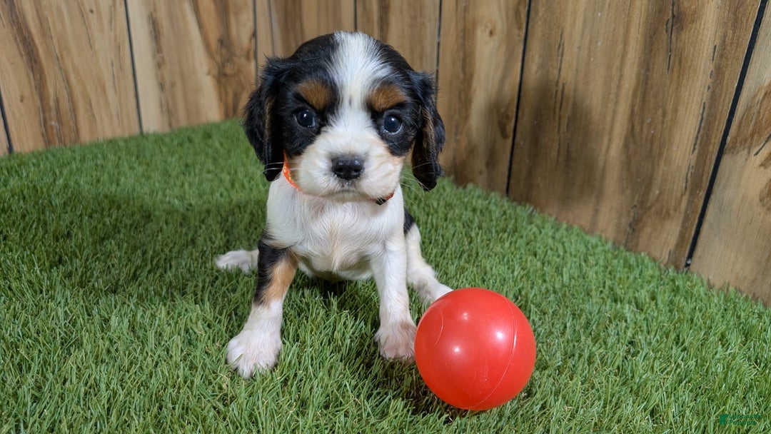 Cavalier King Charles Spaniel dogs for sale: Stardust Girl 2 - Image 7