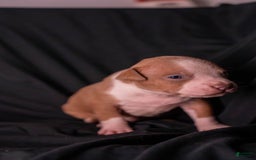 American Bully dogs for sale: Lil Bill - Image 1