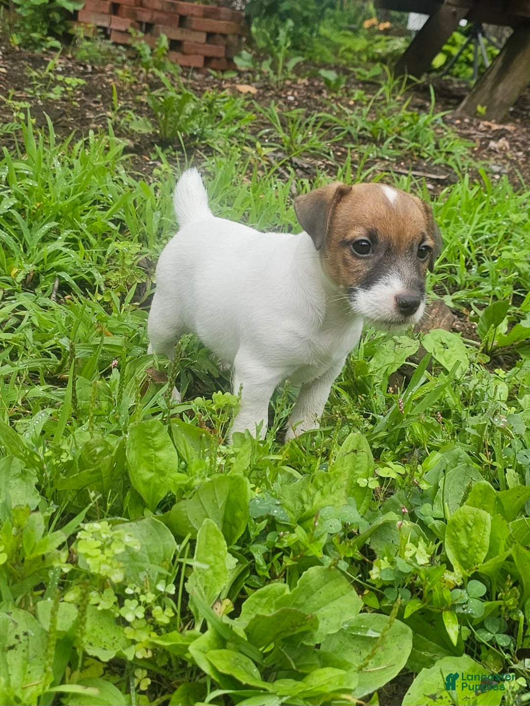 Jack Russell Terrier dogs for sale: Alex - Image 1
